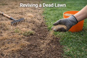 Reviving a Dead Lawn: How to Bring Your Grass Back to Life